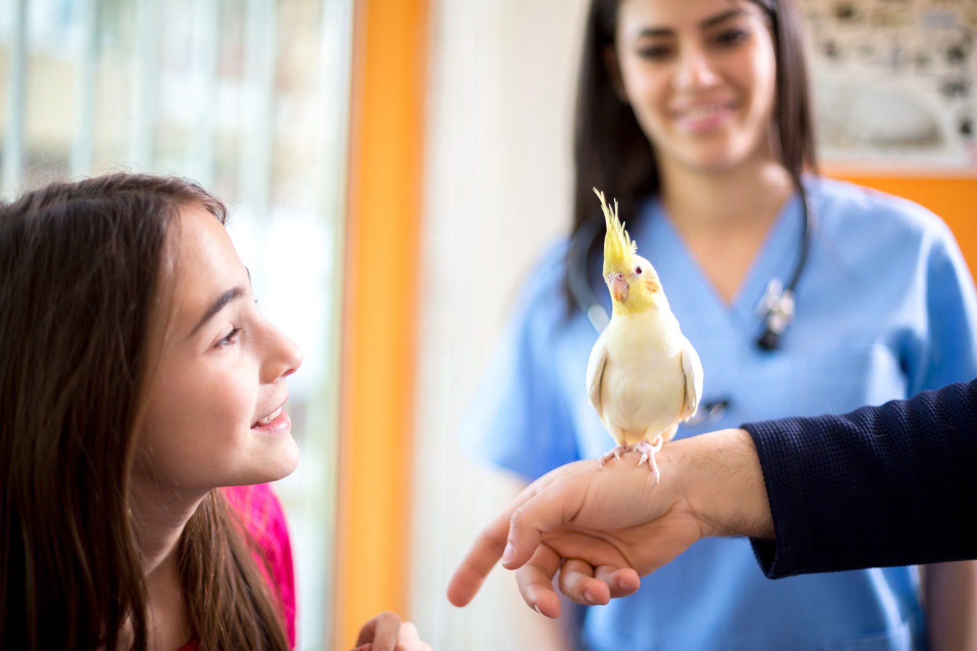 Más clientes menos rentabilidad ¿Qué hacer? 1 vhiva viendo canario en mano veterianario